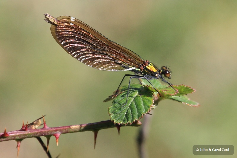 IMG_1177 Calopteryx virgo female.JPG